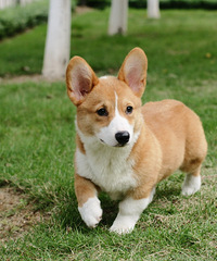 [����]���Ӷ���ѹ����?��ֻ�����ǲ������ͷ�ѹ����