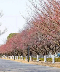 ���˵�÷�����Ŀ��ˣ��߰�����÷ȥ��