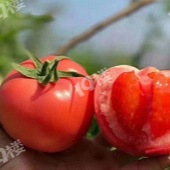 ��֦������ɳȿ������