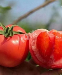 ��֦������ɳȿ����������ζ��Ӫ����