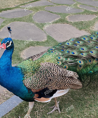 ����ɽû�뵽����ĺÿ� ��20����Ʊ��