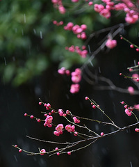 �������������Ҫ��ѩ�ˣ���