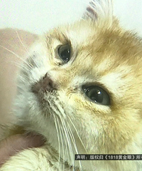 ���ؼҵ�11������ˣ� ���˷�ӳ�ڼ�����ҳ�����򵽲�è������