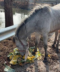 ����ǰϦ���������ϲ�����·�ϼ���һƥ����