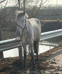 ����ǰϦ���������ϲ�����·�ϼ���һƥ����