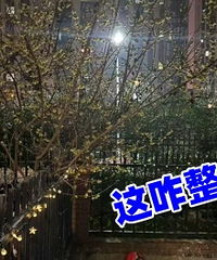 �ھӼ�����������֦�Ѿ�ȫ���Ҽ�Ժ������...