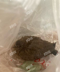 �����ա��������˵�Ұ���龱��𣚣������ô��