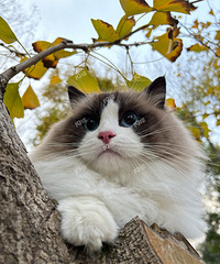 è�����̨ɴ���ܳ�ȥ�� ��û�к������ܰ�æץè������