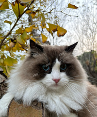 è�����̨ɴ���ܳ�ȥ�� ��û�к������ܰ�æץè������