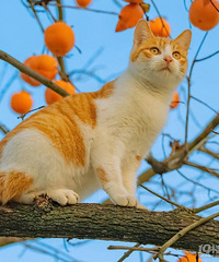 31�갮��ɽ������