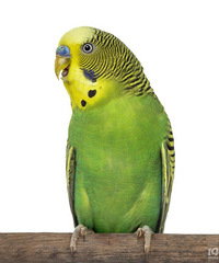 [����]������Ҫ�������� ��ʲô�ȽϺã����Ƽ�����