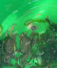 ����Ϻ���ǰ���������ڹۺ�԰��������һ�����зСϺ��