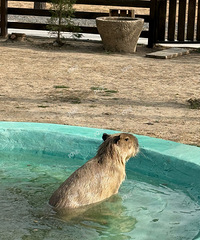 �������޺�ȥ�������Ϲ�Ʊ48/λ һ�����治����