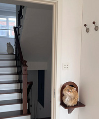 ��ǽ�ϴ�è������è��ͥ����Ķ��ˣ�