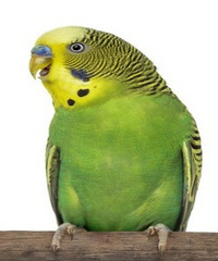 ������Ҫ��������?��ʲô�ȽϺã����Ƽ�����