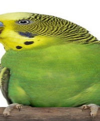 ��������ʲô����ȽϺ��ʣ�