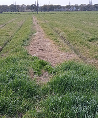 ���ӵ�һƬ�����������˸��ƻ���