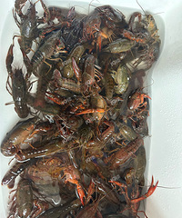 �����Ѿ��������е�С��Ϻ���ˣ��ײ⣬��ͷ�е�