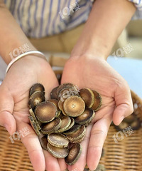 [����������ʮԪ]25 �����仯��ë�ٺ�̥��