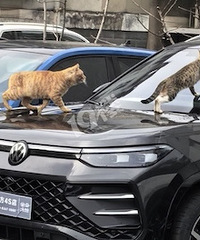 ��С����ö�����è���������ǻ������