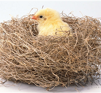 �����⣡�������׷�?�ϳ��еĺ��ӻ�Ҫÿ��Ҫѧ��12��