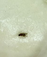 [�²�]ɽķ������Ĳ˰��Գ�С���� ��ϵɽķ��Ȼ˵��