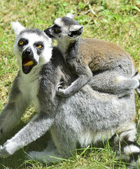 [����]�����д��ٻ��д��� һ�߷��ż� һ�߷��Ͽ�