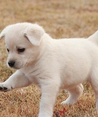 �����˵ĳ����ĸ���