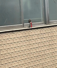 [��Ӧ]�����ھӷ�����������������ҵ����ң�ɶ��˼����