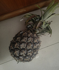 ȫ��3���ܸ˳��ɵ���û����������3���ɷ��ز�һ���