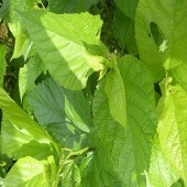 �����������ҵ�ɣҶ