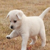 �����˵ĳ����ĸ���