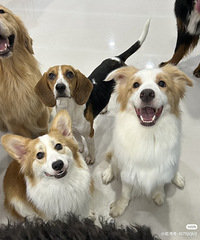 ��������飡95�걾�ع��� �����ȶ� �Ը�����ϲ��С����