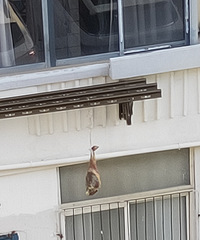 ԶԶ����������̨�������һֻ�������ȣ����Ȱ���