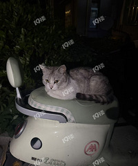 ����ɢ������Խ����С��������������ʧСè�����ˣ�