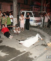"长春:老杨树倾倒砸中孕妇致一尸三命 市民忧出行安全"