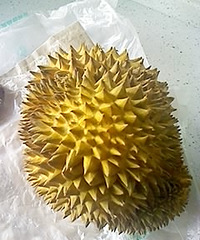 "我要去泰国~~~吃榴莲吃到吐~~"