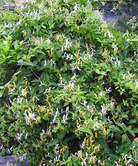 "又到金银花开时——DIY金银花茶"