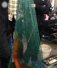 "浙江抓到36斤的黄鳝"