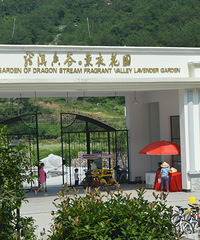 "义乌薰衣草基地,坑爹啊"