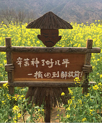 不枉春色不负春—安徽西递,江西婺源2日游