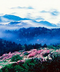 五一小长假去哪里?浙江最美杜鹃花等着你