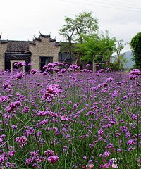 赤松花草庄园7月前免费观赏 网友评价比义乌的更漂亮,附路线