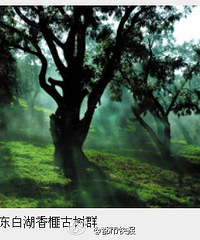 这些美丽的森林,都在我大浙江,永康武义也有,你去过吗?
