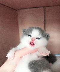 �Ҳ�ʺ����