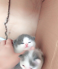 �Ҳ�ʺ����