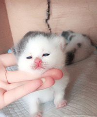 3��24�ų�����è��������Ԥ���ˣ���ϲ��