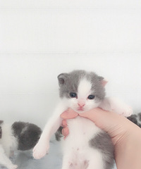 ͬ�ǵĿ����ſ�è���绰138679209