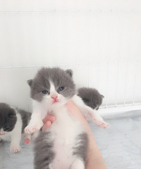 ͬ�ǵĿ����ſ�è���绰138679209