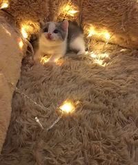 ͬ�ǵĿ����ſ�è���绰138679209